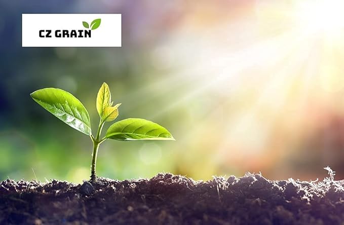 Bulk Yellow Daffodil Bulbs for Planting - Dutch Master Value Bag - Plant in Gardens, Borders & Flowerbeds - Bulb Size 10/12 cm - Easy to Grow Fall Flowers Bulbs (25 Bulbs)