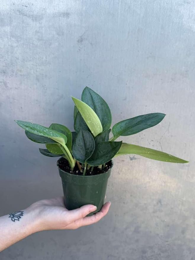 PLANTVERS Scindapsus Treubii ‘Moonlight’ in 4" Grow Pot – Rare Silver-Green Vining Plant – Trailing Indoor Plant - Air Purifying Plant - Tropical Houseplant