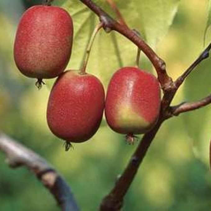Set of 2 Live Hardy Kiwi Berry Plants, Fast-Growing Kiwi Vines for Garden or Trellis, Well-Rooted Starter Plants, 5-9" Tall