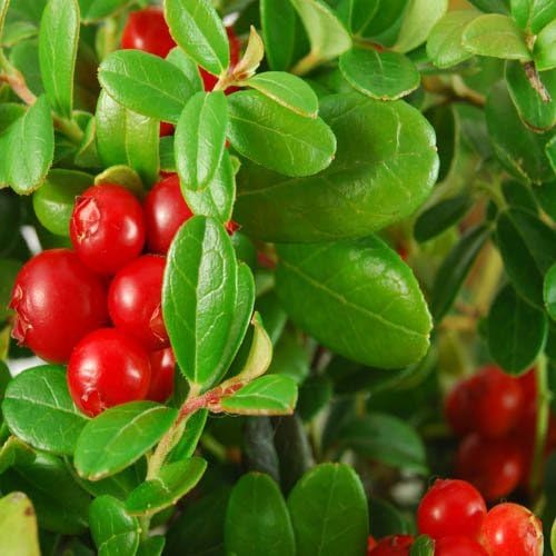 Outsidepride Cranberry Seeds - 500 Pcs. Perennial, Easy to Grow & Low Maintenance, Fruit Seeds for Planting Nutrient-Rich Berries with Purple Blooms for Pollinator Gardens & Container Displays