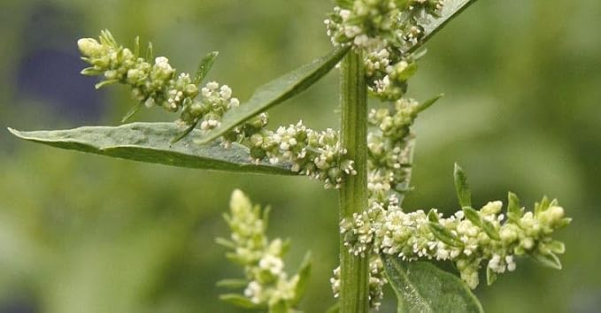 Live Epazote Plant/Mexican Tea. Year's Supply. Family+Friends Pack. Helps Immunity, Digestion, Metabolism. Flavorful, Pungent, Fresh, Edible. Easy Grow. Indoor/Outdoor. (4 Epazote in Cup)