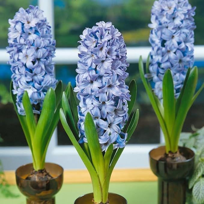 Delft Blue Hyacinth Bulbs - Perennial Hyacinthus Orientalis 'Delft Blue' | Fragrant Hyacinth Flowers, Long Lasting Beauty - Easy to Grow (50 Pack)