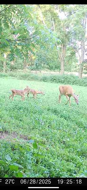 Whitetail Hill Clover Food Plot Seed for Deer and Turkeys, 1/2 Acre or 3 Acre, 5 Types of Clover, Perennial Blend, Cold Hardy, Drought Tolerant, Highly Palatable (1/2 Acre (3.5lbs))