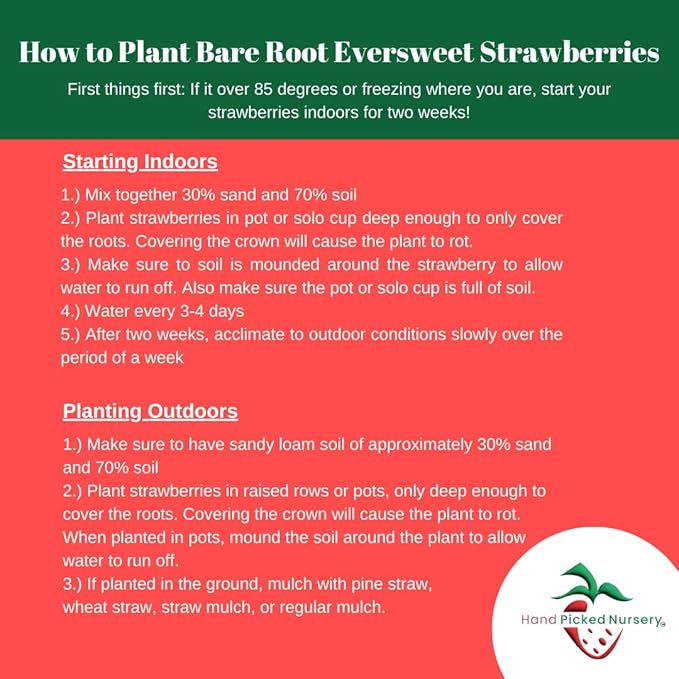 Eversweet Everbearer Strawberry Plants - Fruits Spring to Fall Even Over 90 Degrees! Bare Root Strawberry Plants from Hand Picked Nursery (5)