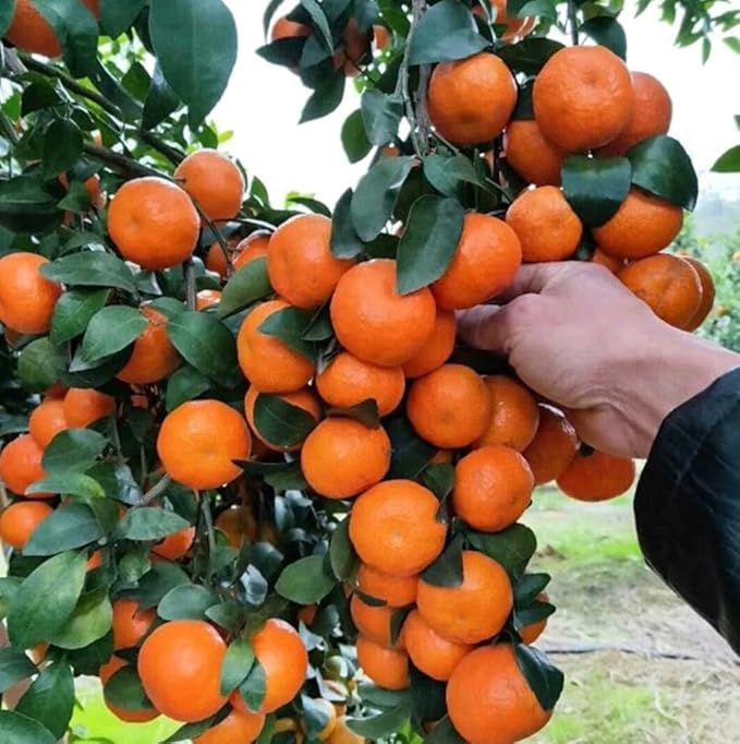 20PCS Mandarin Orange Seeds Perennial Citrus Reticulata Blanco Bonsai Tree Seeds Heirloom