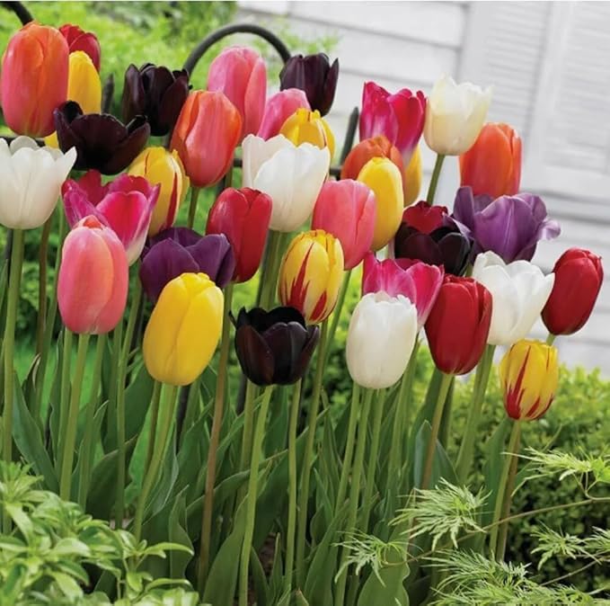 15PCS Colored Tulip Bulbs for Fall Planting Tulip Tulipa Bulbs Garden Flower Bulbs Easy to Grow-12+cm (15bulbs)
