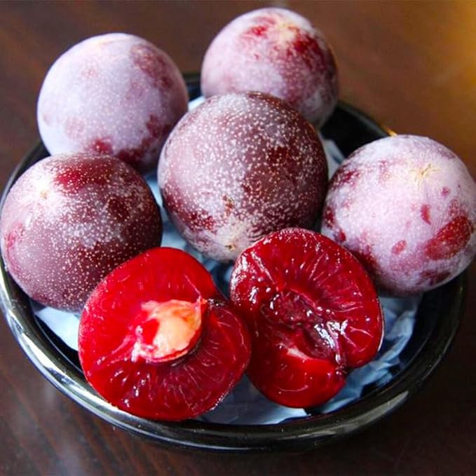 10+ Wild Plum Tree Fruit Seeds for Planting Outdoor-Perennial Non-GMO Fruit Tree Seeds-Sweet and Juice