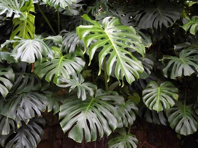 GARDENERA Monstera Borsigiana Soil Mix - Expertly Formulated for Strong Root Development - 2 Quart