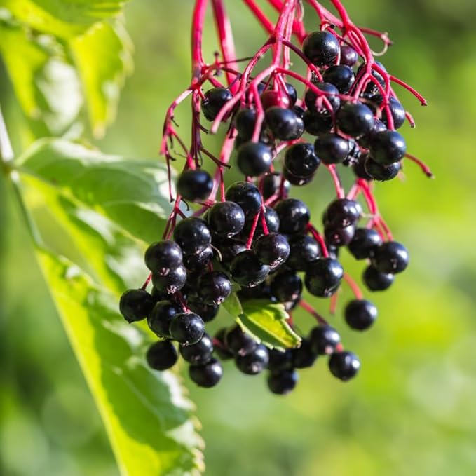2 Elderberry Plants Live 6 to 12 Inches Height, Sweet Elderberry Bushes Live Plants, Black American Elderberry Fruits Trees