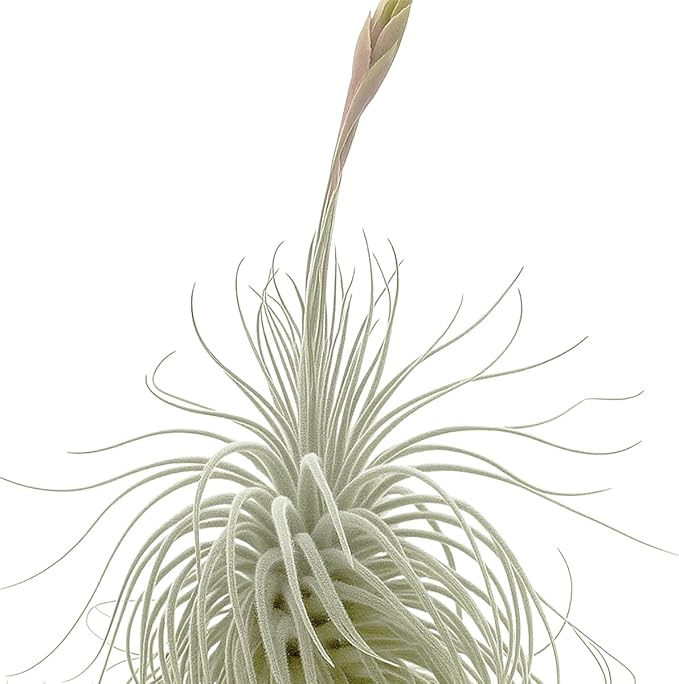 ragnaroc Live air Plant - Tillandsia Tectorum Air Plant 4-6" – 1ct – Unique Shape with Silvery Fuzz – Low Maintenance Houseplant – Perfect for Decor, Terrariums, Gifts - Live Arrival Guaranteed