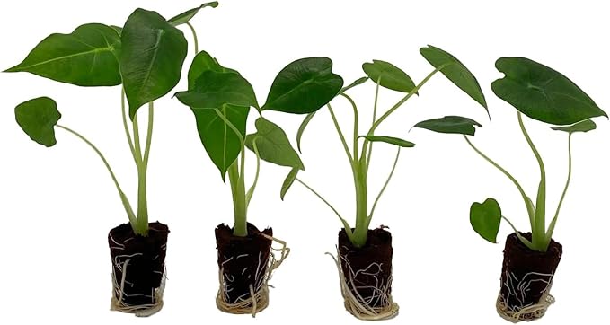 ragnaroc Alocasia Frydek ‘Velvet Elvis’ 2-4" (Alocasia micholitziana) 1ct – Live Plant for Indoor Outdoor Use, Garden & Landscaping – Live Arrival Guaranteed