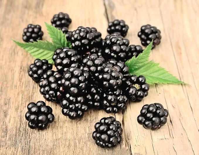 200+ BlackBerry Seeds for Planting - Non-GMO, Organic & Thornless | Heirloom Variety, High Yield | Sweet, Juicy & Nutritious Healthy Fruit | Ideal for Outdoor Gardens, Home Gardens & Farms