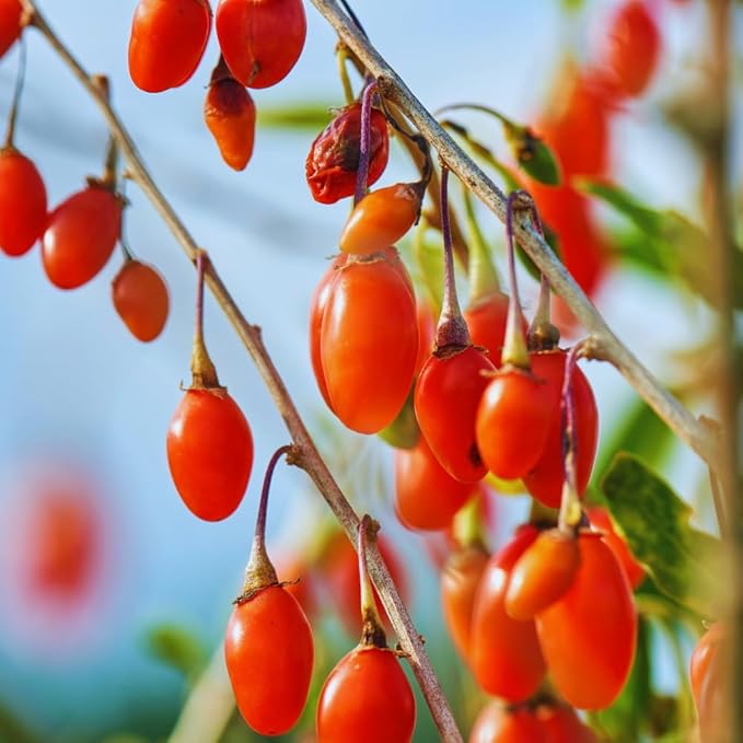 Red Goji Berry Plants Live, Goji Berry Tree Live Plant, 4 Inc Potted, Sweet Fruit Tree Gardening Outdoor