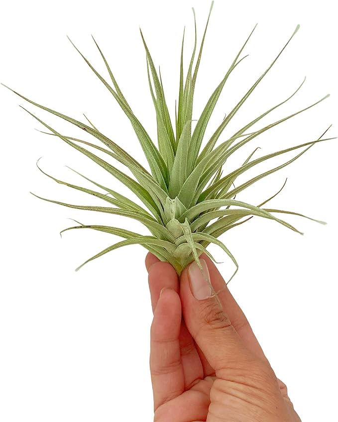 ragnaroc Air Plants - Flowering Tillandsia Lilla Lilac, Large 5" - 1ct - Live Arrival Gauranteed - House Plants for Home Decor & Gift