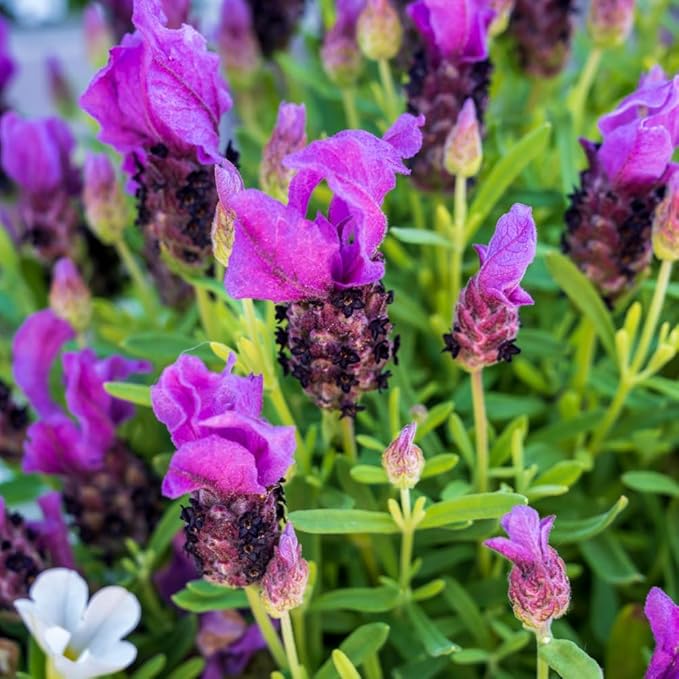 2 French Lavender Plants Live Lavender Plants for Outside Inside, 4 Inc Potted, Annual Flower Plant