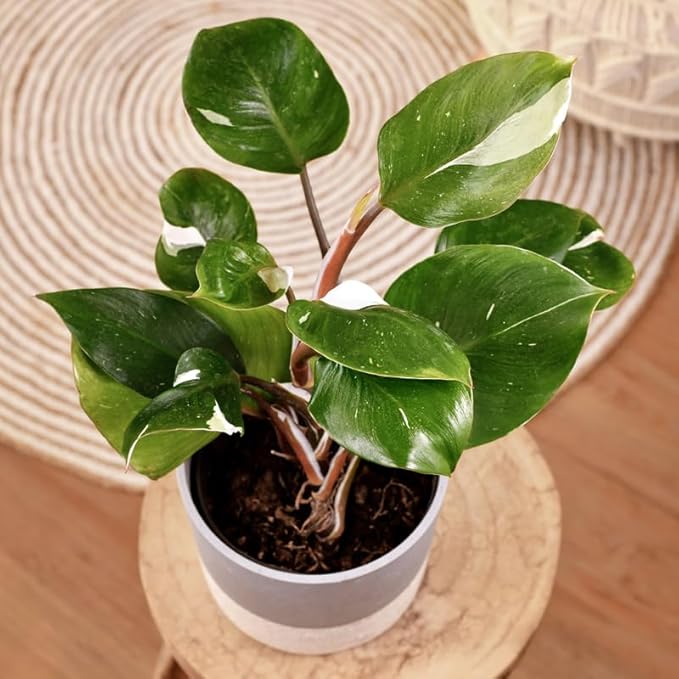 White Philodendron Plant in 4" Pot, Live Philodendron Plant Houseplant for Indoors Garden