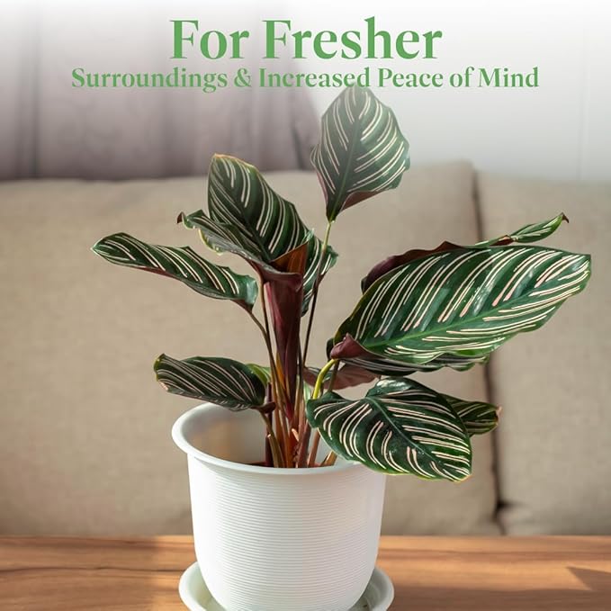 American Plant Exchange Live Calathea Ornata – 6-Inch with Pot Cover – Pet-Friendly Tropical Houseplant with Pink-Striped Leaves for Low Light Homes, Offices & Indoor Décor