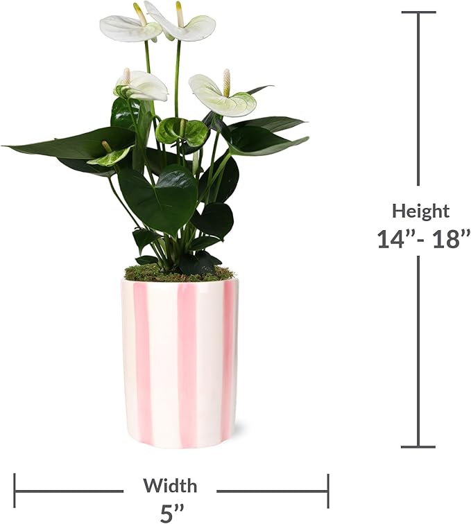 Green Circle Growers 5" White Anthurium in 5" Hollywood-Pink Pot, Live Indoor Plants, House Plant