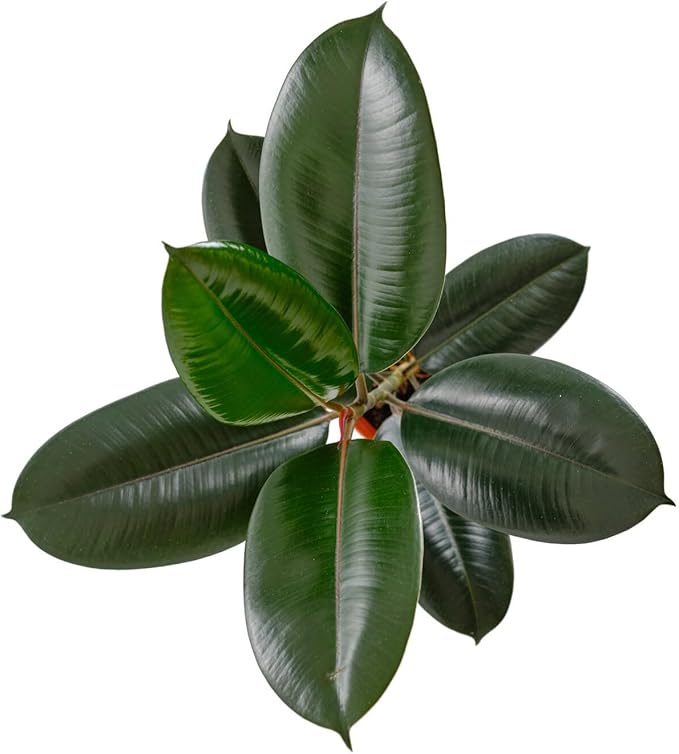 Shop Succulents Ficus Burgundy Rubber Tree, Live Indoor Floor Plant, Trendy Living Room or Office Decor, Tropical Houseplant Potted in Soil with Grower Pot, Garden and New Home Gift, 6 Inch Pot