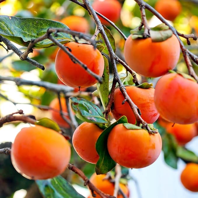 Persimmon Seeds for Planting ā 35+ Heirloom Persimmon Tree Seeds for Home Garden, Fruit Tree Seeds for Backyard Orchard