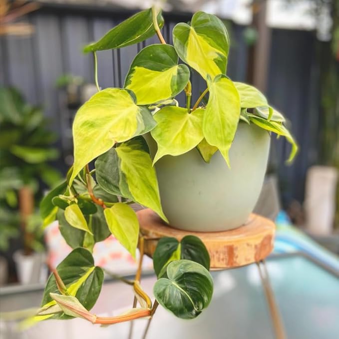 Variegated Yellow Green Philodendron Live Plant, Tropical Plant in 4 Inch Pot, Ready to Grow, Live Indoor Houseplant
