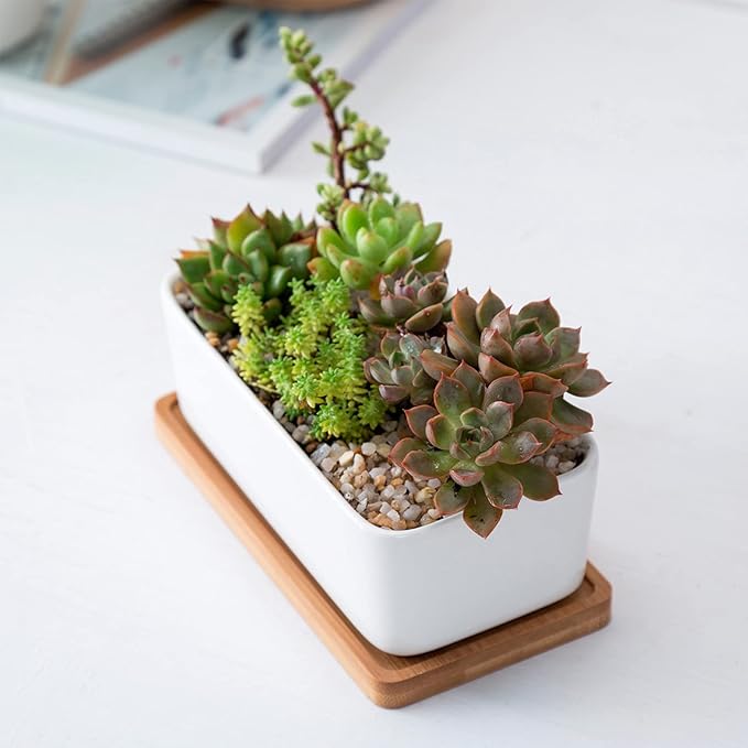 ARVINKEY White Ceramic Succulent Plant Pots, 1 Rectangular Flower Pot + 1 Round Planter, Set of 2 Small Cactus Container, Bonsai Pots, Succulent Pots with Drainage Hole& Bamboo Tray (No Plant)