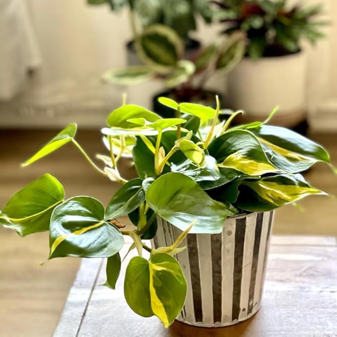 Stripe Philodendron, Fully Rooted Live Plant in 4-Inch Pot, Indoor Houseplant
