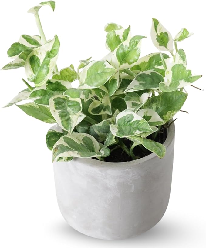 2 Rare White Pattern Pothos Plant, Variegated Plant Live for Indoor, 3 Inches Pot