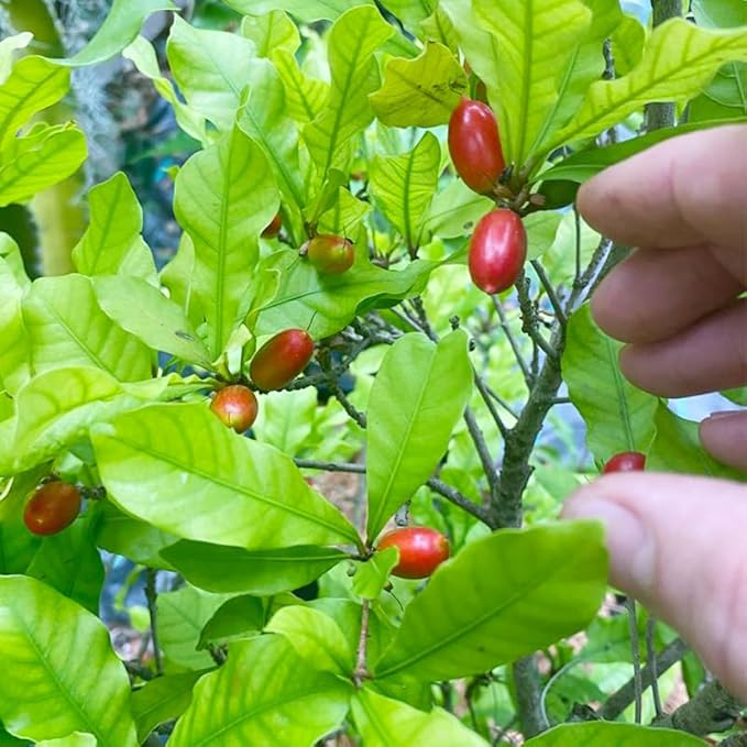 30Pcs Perennial Miracle Berry Fruit Seeds for Planting-Non-GMO Heirloom Plant Seeds Garden Outdoor