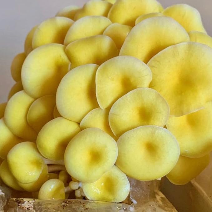 North Spore Organic Golden Oyster Mushroom Spray & Grow Kit (4 lbs) | USDA-Certified Organic, Non-GMO, Beginner-Friendly & Easy to Use | Handmade in Maine, USA