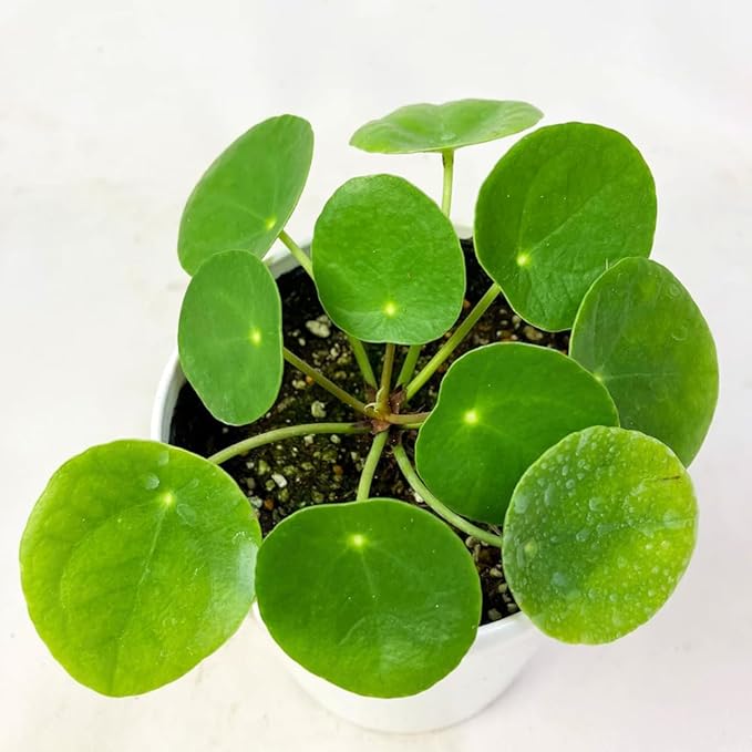 Money Plant Live, Pilea Peperomioides Plant Live, Houseplant, Money Plants for Home and Office Decoration, 2.5 Inches Pot