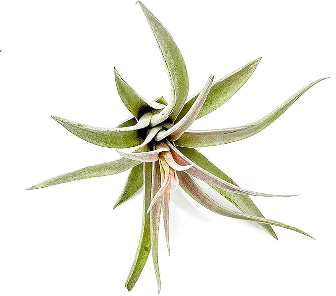 ragnaroc Air Plants - Flowering Tillandsia Harrisii, Large 3-5" - 2ct - Live Arrival Guaranteed - House Plants for Home Decor & Gift