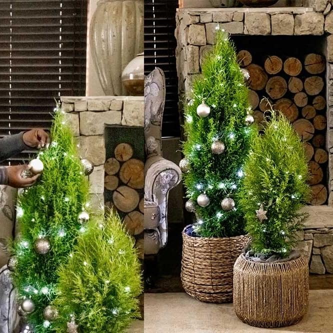 Lemony Christmas Tree. Lemon Cypress 'Goldcrest' (Cupressus Macrocarpa) - Vibrant Yellow-Green Foliage, Citrus Scent, Indoor/Outdoor (2 Cypress-Lemon sacs)
