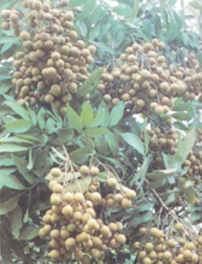 20 Longan Seeds Rare Dwarf Longan Sweet and Juicy Fruit Tree Bonsai