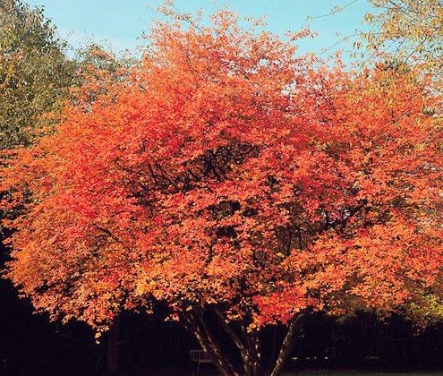 Amelanchier Candensis, Juneberry, Serviceberry, 4-8" Tall Potted Plant, Great as a potted plant, or specimin garden plant