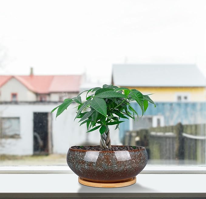 EPFamily 8 Inch Ceramic Bonsai Planter Pot, Glazed Shallow Succulent Planter with Drainage Hole and Bamboo Saucer for Indoor Plants, Green