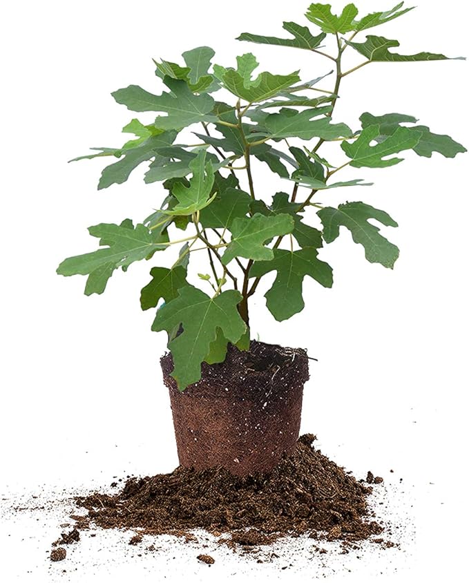 Chicago Hardy 1 Gallon