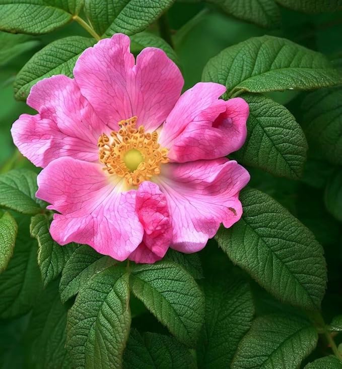 Rosa Rugosa (Sand Rose, Hedgehog Rose, Wrinkled Rose, Rugosa Rose, Japanese Rose, Ramanas Rose) Shrub Seeds, Fragrant Flowers, Seeds by MySeeds.Co, You Choose The Amount (0.25 oz)