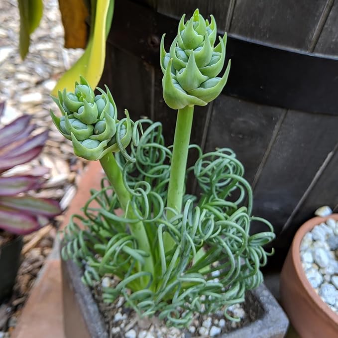 Albuca Live Plant in 4” Pot, Frizzle Sizzle Succulent, Curly Leaf Albuca Plant for Indoor Growing