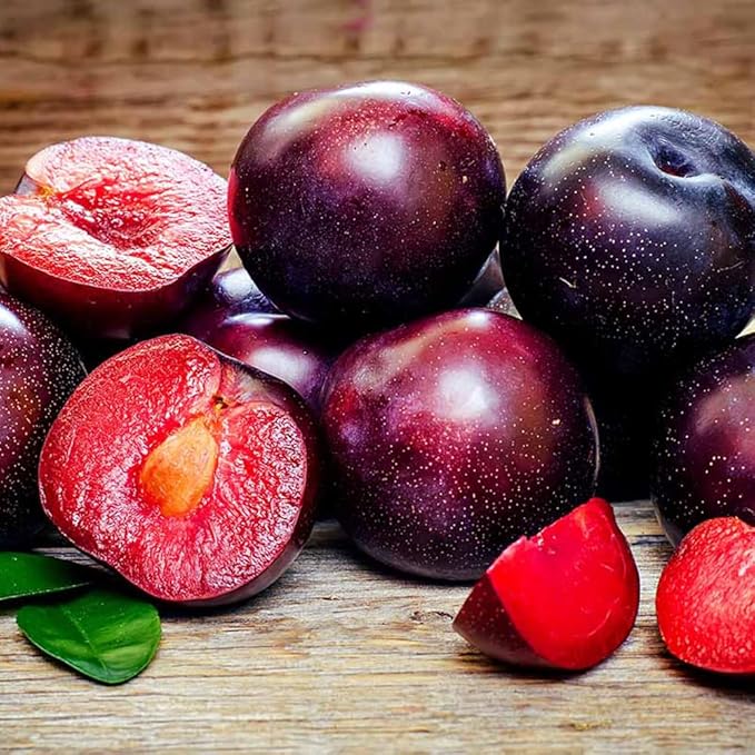 150+ Wild Perennial Plum Trees Fruit Seeds for Planting Outdoors-Organic Native Prunus Seeds European Non-GMO Heirloom Fruit Trees Seed for Garden Home Outdoor
