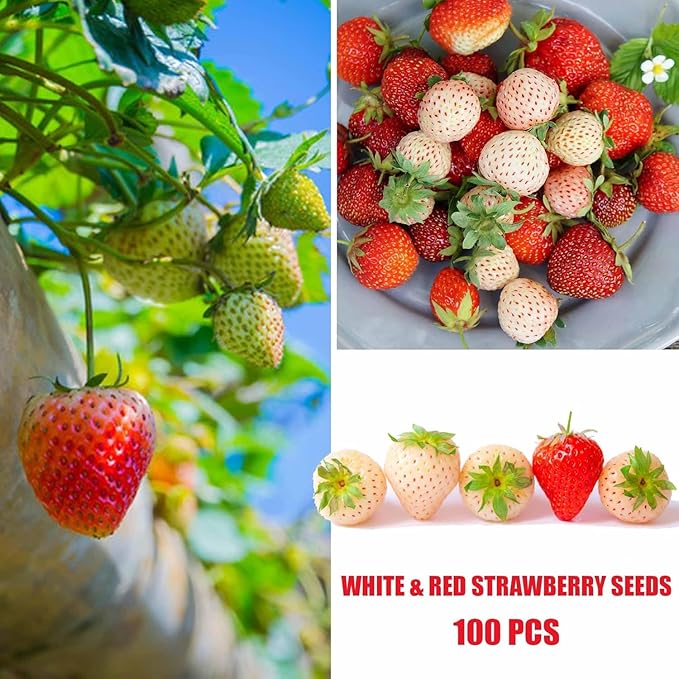 Berry Seeds Variety Pack, 310 Seeds Total, Non-GMO Strawberry, Raspberry, Elderberry, Cherry Mix for Home Garden, Easy to Plant