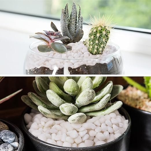 Pulovin 10 lbs White Garden Pebbles for Plants, 3/8" Small Plant Rocks for Pots Indoor, Decorative Pea Gravel for Succulents, Bamboo, Terrarium, Landscaping, Garden