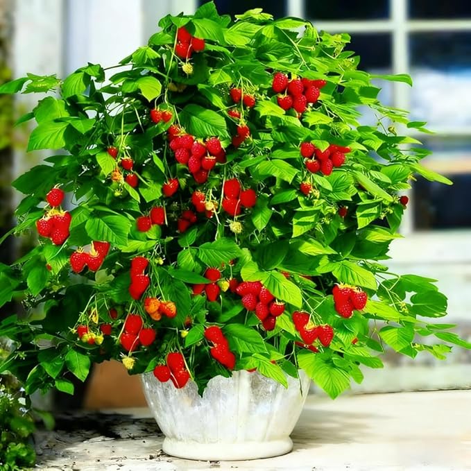 200+ Seed Red Raspberry Fruit Seeds for Planting Outdoor-Sweet Berry Seeds Non GMO Heirloom Rare Fruit Plant in Home Garden