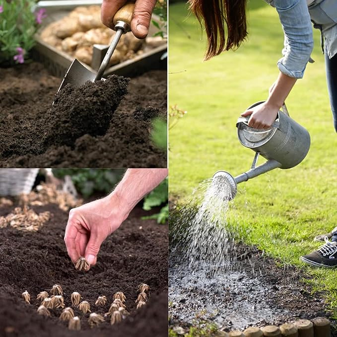 Purple Ranunculus Flowers Bulbs for Spring Planting, Perennial Flower Bulbs, Early Spring Flower to Plant Outside, Colorful Blooms Groundcover Bulbs, Top Size