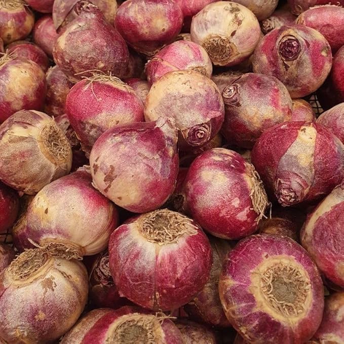 Hyacinth Woodstock Bulbs - Perennial Hyacinthus Orientalis 'Woodstock' | Fragrance Flowers - Easy to Grow Hyacinth (12 Pack)