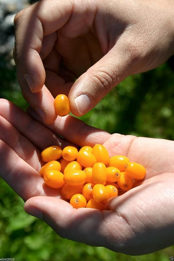 200 Seeds Sea Buckthorn, Seaberry - Hippophae Rhamnoides - Edible Fruit - Raw or Cooked !