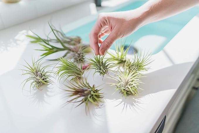 3 PCs Small Tectorum Ecuador Air Plant - Live Tillandsia Succulent House Plants - Available in Wholesale and Bulk - Home and Garden Decor - Easy Care Indoor/Outdoor Air Plant