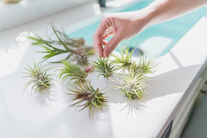 Small Tectorum Ecuador Air Plant - Live Tillandsia Succulent House Plants - Available in Wholesale and Bulk - Home and Garden Decor - Easy Care Indoor and Outdoor Plants (Small-1 PC)