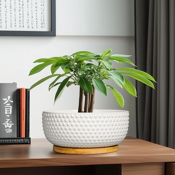 EPFamily Succulent Pots 8 Inch - Ceramic Bonsai Planters for Indoor Plants, Plant Pot with Drainage Hole and Saucer, Shallow Round Flower Planter, Modern Room Decor, Gifts for Plant Lover, White