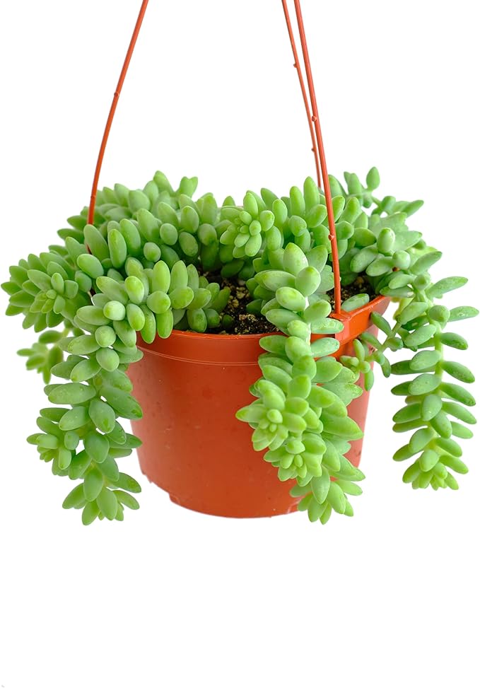 Shop Succulents Burro's Tail Hanging Succulent, Sedum morganianum, Fully Rooted Live 6" Succulent Plant with Hanger, Low Maintenance Indoor Plant, Trailing Succulents, Gift & Garden